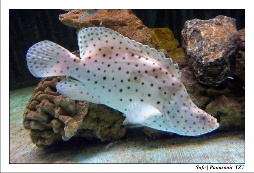 2009   08   Kho samui 32